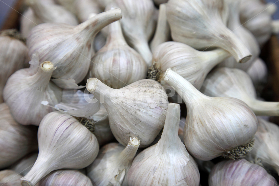 마늘,농산물,농작물,오브젝트,식재료,음식,음식재료,재료,식품,신선한,갈릭,생마늘,생,날것,음식,식재료,요리,food,cook,meal,dishes,food reserves