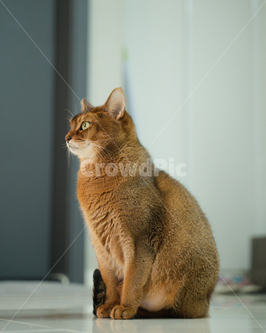 abyssinian,아비시니안,pet,cat,고양이,animal,동물,포유류,반려묘,동물,animal,포유류,mammal,고양이,cat,kitten,kitty