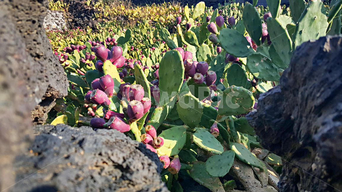 제주,선인장군락지,선인장,백련초,돌담,마을,plant,식물,자연,옥외,outdoors