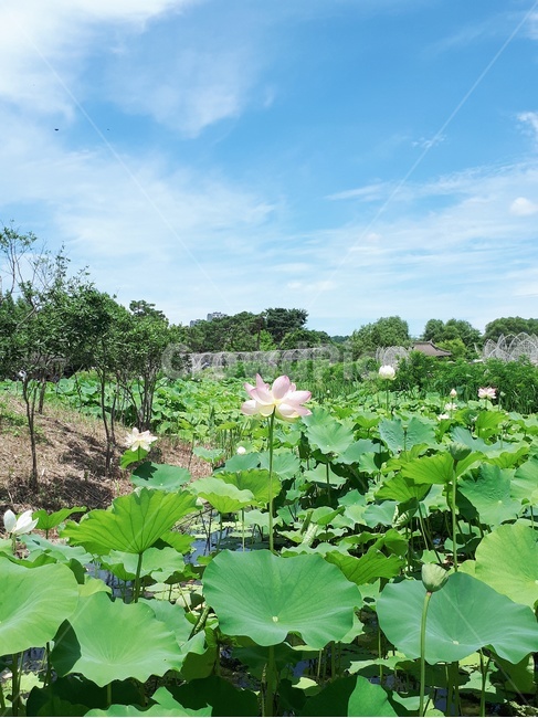 연꽃,꽃,연꽃밭,분홍색꽃,하늘,구름,나무,식물,자연,plants,nature,꽃,flower