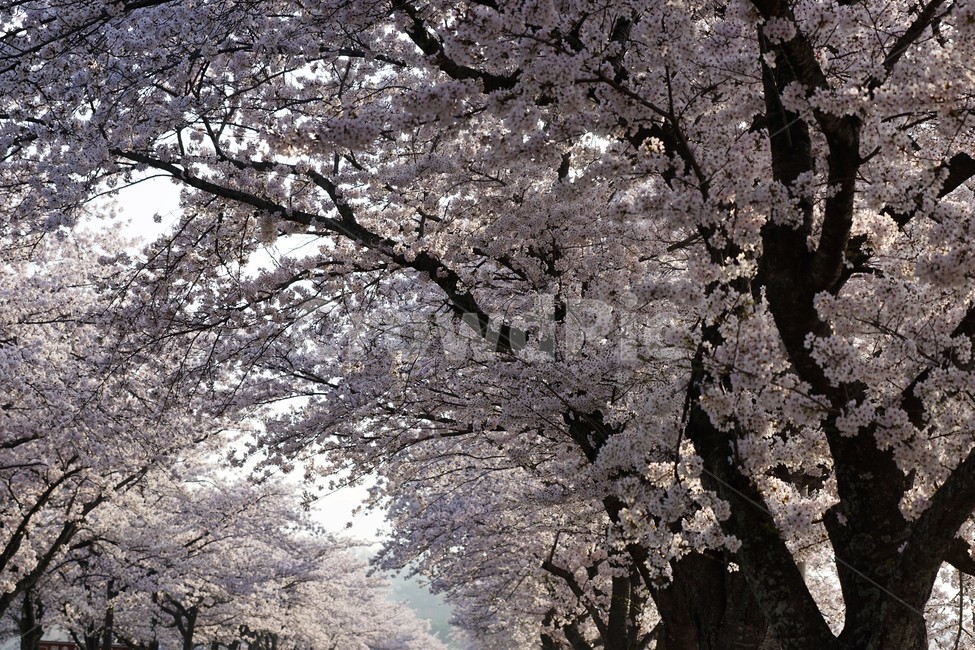 꽃,벚꽃,벚나무,봄,나무,자연,식물,nature,trees,spring,계절,흰색,flower,감성사진,sakura,season,가로수,봄,계절,spring,season,식물,자연,plants,nature,꽃,flower,plant,blossom,cherry blossom