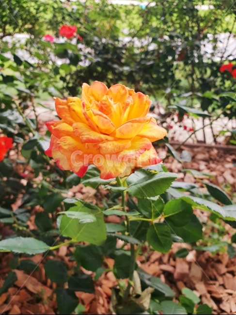 장미,rose,꽃,yellow,정원,flower,자연,공원,숲,여름,나뭇잎,낙엽,햇살