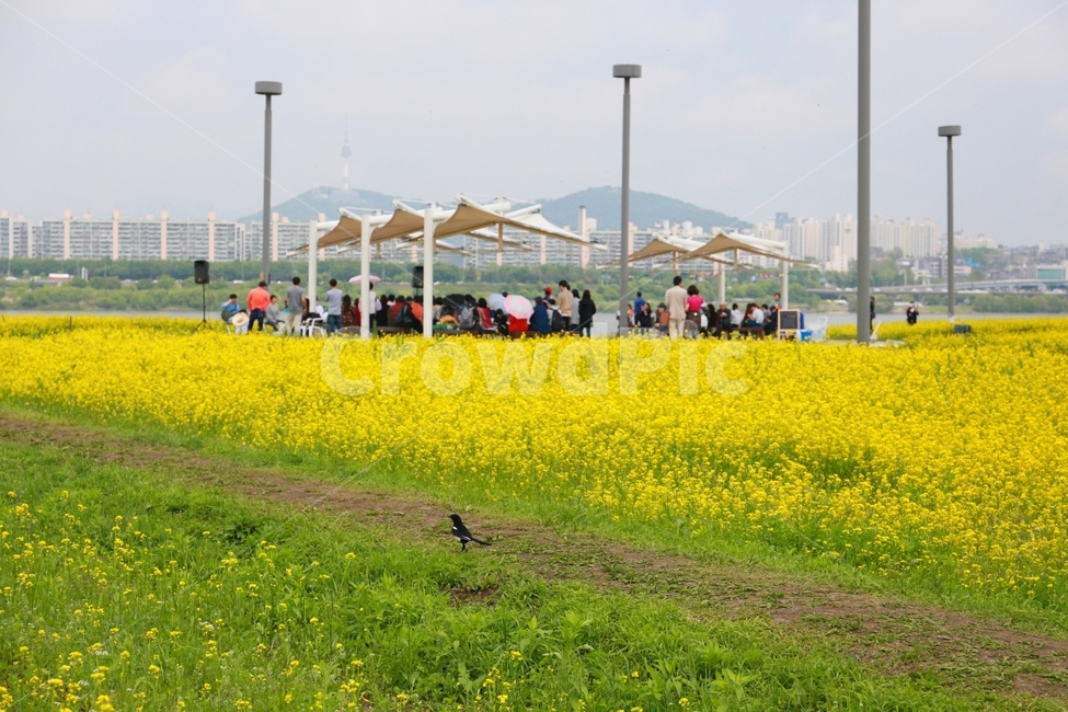 outdoors,field,한강,까치,유채꽃,봄,계절,spring,season,grassland,목초지,들,옥외,nature,자연