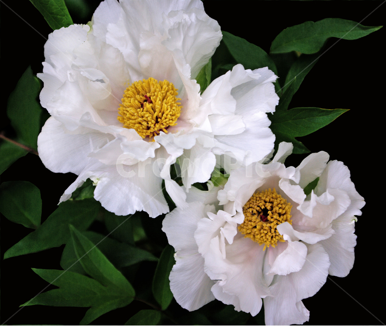 식물,꽃,모란,flower,백모란