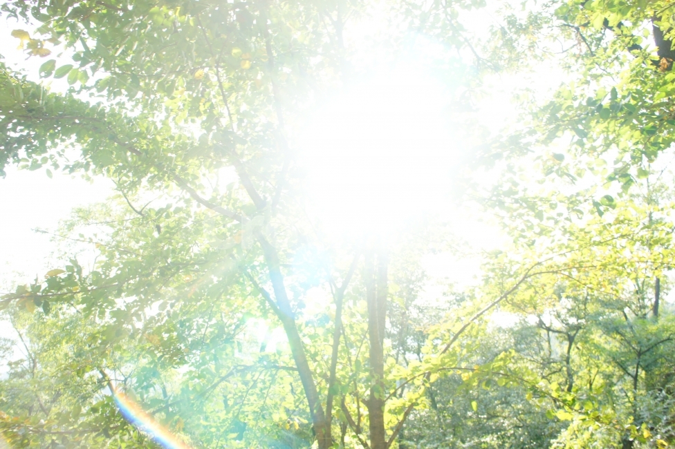 나무,빛,숲,숲속,희망,빛줄기,희망찬사진,여름,눈부신사진,밝은미래,힘,힘나는사진,생명,자연,산뜻함,선선함,나들이,산책,휴식,일상탈출,도시탈출,공기,맑은공기,식물,자연,plants,nature,나무,trees,wood,휴식,힐링,rest,relaxation,healing