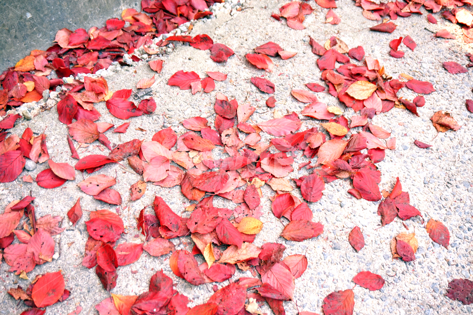 낙엽,빨강,가을,계절,단풍,단풍잎,잎,길,fall,autumn,leaves,maple,road,가을,계절,fall,autumn,season,flower,꽃,plant,식물,petal,꽃잎,blossom