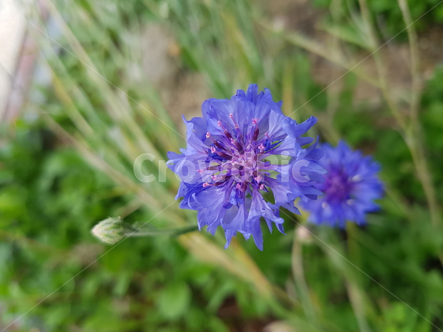 grass flower,road,nature,wild flowers,wild,summer,morning,flower