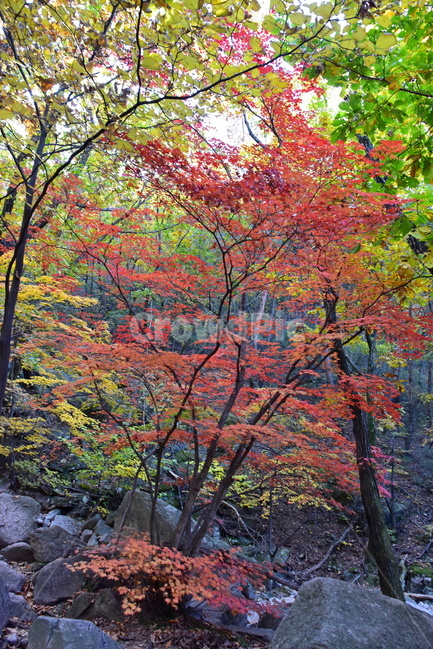 가을,단풍,울긋불긋,계절,시즌,아름다운,풍경,가을색,가을,계절,fall,autumn,season,tree,나무,plant,식물,maple,leaf,잎