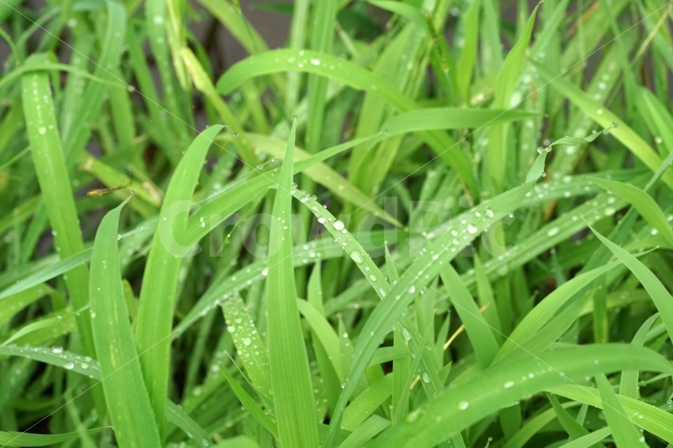 물방울,빗방울,이슬,식물,이파리,자연,비,비온후,아침,흐림,nature,waterdrop,raindrop,빗물,풀,풀잎,감성,감성사진,힐링,힐링사진,느낌,분위기,신비,신비한,신비로운,유리,구슬,투명한,투명,유리구슬,싱그러운,싱그럽다,싱싱한,싱싱하다,물기,수분,축축한,축축하다,축축,젖은,젖다,한국자연,한국의자연,snap,snapshot,스냅,스냅사진,스넵,스넵사진,풍경,landscape,시골,country,비,비오는날,rain,rainy,식물,자연,plants,nature
