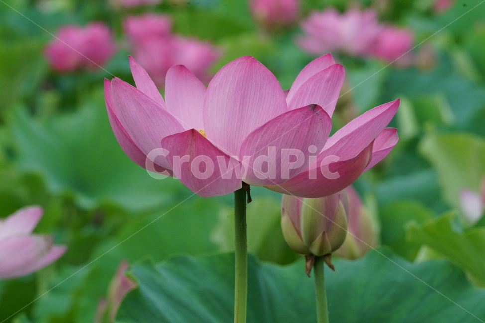 연꽃,련꽃,수초,식물,lotus,담수초,수중식물,수련과