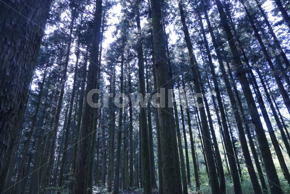 vegetation,초목,plant,식물,woodland,숲,forest,나무,tree,삼림지,land,땅,outdoors,옥외,자연,nature,grove,작은숲,나무,trees,wood