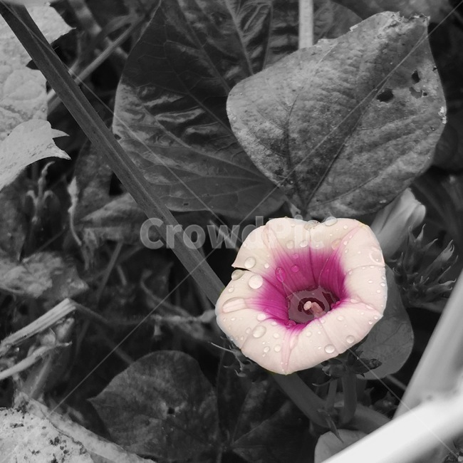 고구마꽃,꽃,보라,퍼플,flower,식물,plant,violet,purple,자연,nature