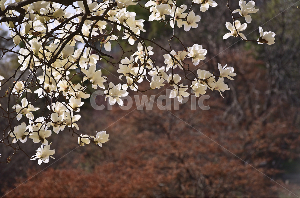 white flower,green,blossom,Spring background,magnolia flower,flower,spring flowers,outdoor,magnolia,environment,outdoors,background,plant,season,tree flower