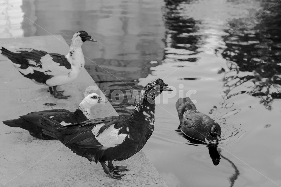 흑백,수탉,호수,닭,물결