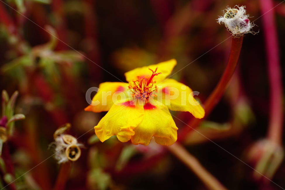 채송화,꽃,꽃밭,화단,가을,가을꽃,플라워,flower,식물,plants,자연,nature,fall,autumn,10월,october,portulacagrandiflora,rosemoss,접사,클로즈업,closeup,식물,자연,plants,nature,꽃,flower