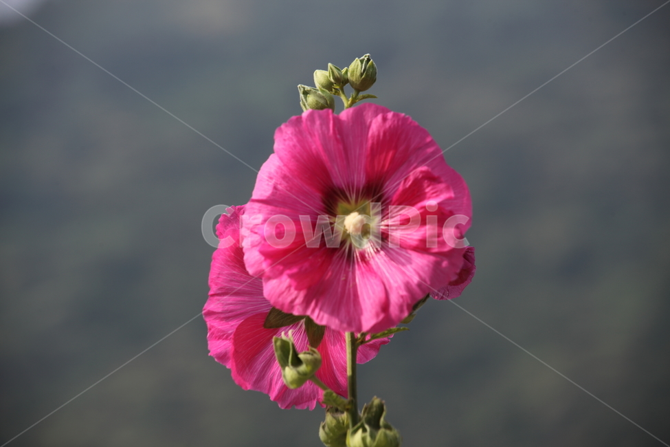 접시꽃,꽃,여름,촉규화,hollyhock
