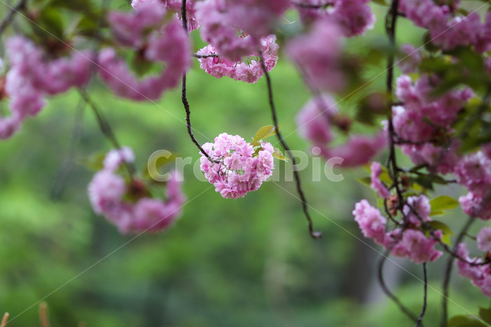 봄,봄날,봄꽃,꽃,분홍,예쁜,아름다운,배경,연분홍색,계절,겹벚꽃,spring,flowers,beautiful,season