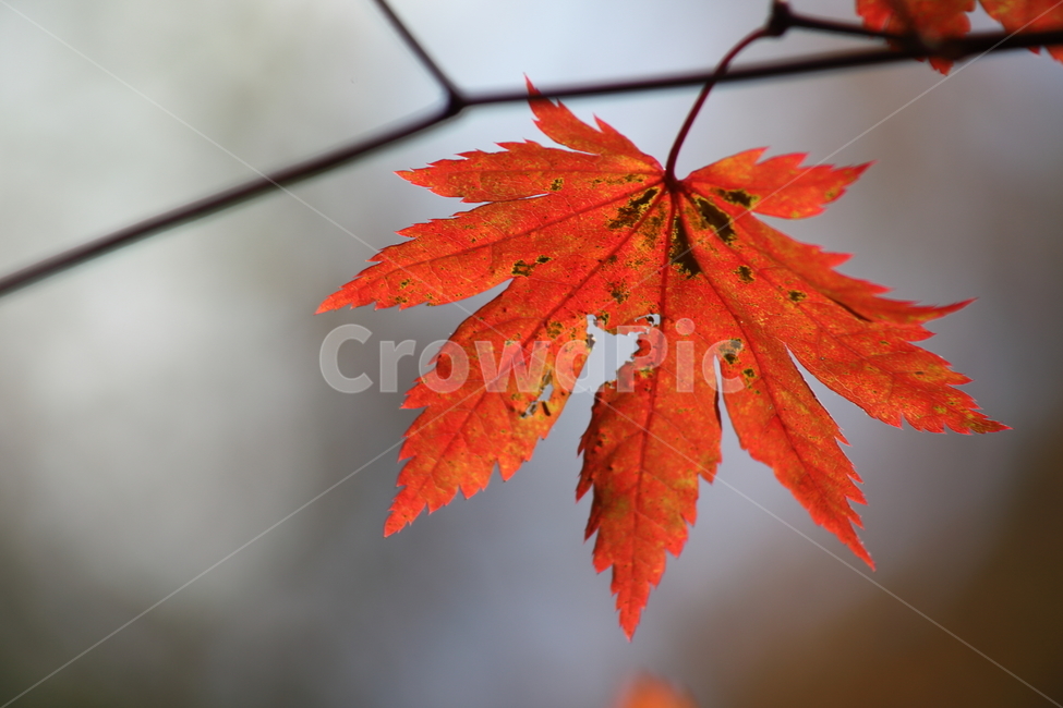 단풍,잎,가을,redleaves,leaf,단풍나무,가을,계절,fall,autumn,season,plant,식물,tree,나무,maple