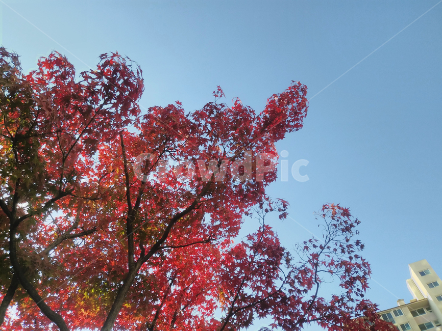 tree,나무,plant,식물,maple,단풍,가을,나뭇가지,나뭇잎,autumn,하늘,푸른색,가을,계절,fall,autumn,season