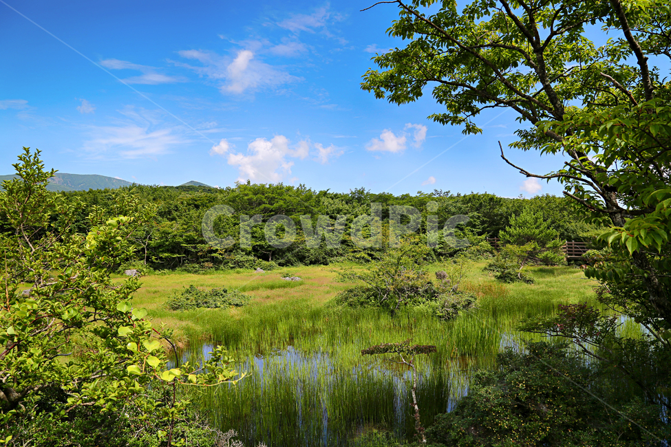 제주도,한라산,1100고지,한라산풍경,1100고지풍경,산,nature,자연,옥외,outdoors