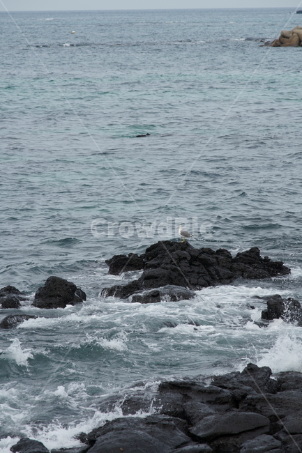 제주도,제주바다,갈매기,겨울바다,nature,koreanature,jejuisland,rocks,seagull,wintersea,sea