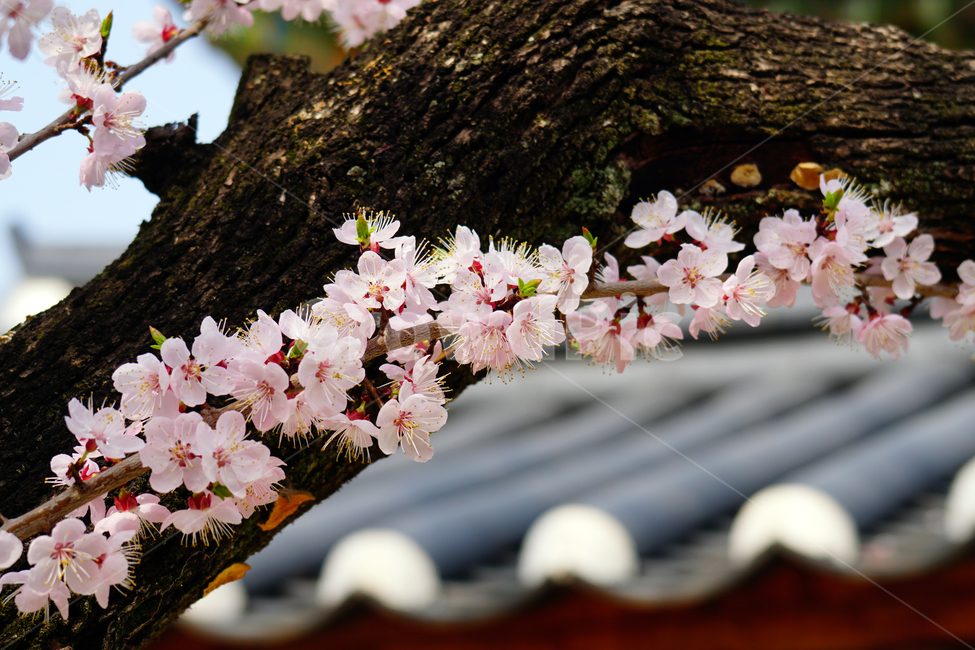 살구나무꽃,봄꽃,한국자연,꽃,꽃사진,플라워,flower,봄,spring,식물,plants,자연,nature,풍경,landscape,계절,season,snap,스냅,접사,macro,closeup,클로즈업,감성사진,감성,힐링,healing,느낌,feel,feeling,꽃밭,화단,나무,나뭇가지,tree,꽃봉오리,4월,April,살구나무,한옥,봄,계절,spring,season,식물,자연,plants,nature,꽃,flower,plant,blossom,cherry blossom,벚꽃