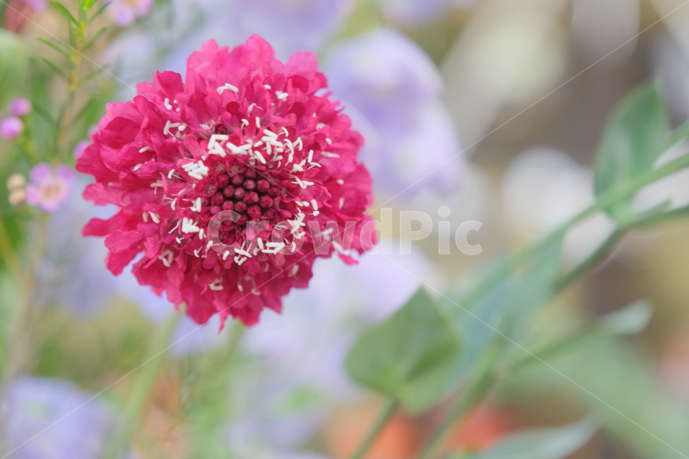 plant,식물,dahlia,달리아,flower,꽃,blossom,배경화면