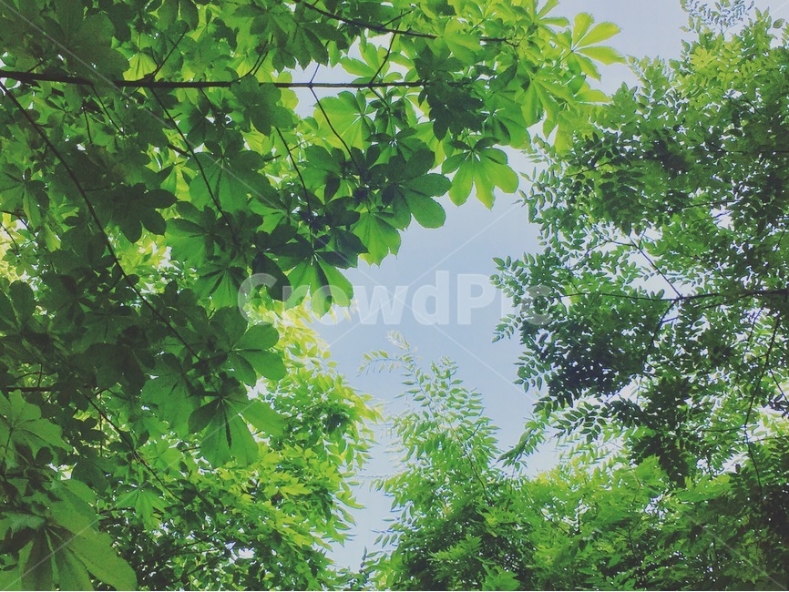 나뭇잎,leaf,나뭇가지,branch,하늘,sky,여름,summer,풍경,view,여름,계절,summer,season,자연,풍경,nature,landscape,식물,plants,plant,vegetation,초목,tree,나무