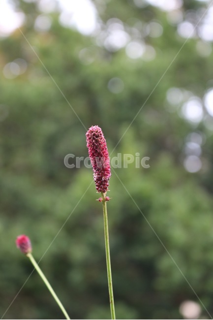 꽃,식물,빨강,자주,분홍,초록,나무,자연,flower,hana,plants,shokubutsu,red,aka,pink,pinku,green,midori,tree,ki,nature,식물,자연,plants,nature,꽃,flower
