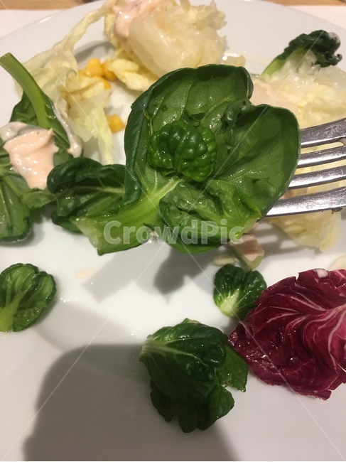 food,음식,vegetable,야채,plant,식물,spinach,음식,식재료,요리,food,cook,meal,dishes,food reserves