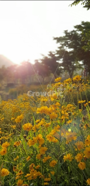 금계국,노랑,꽃,봄,풍경,식물,자연,plants,nature,꽃,flower