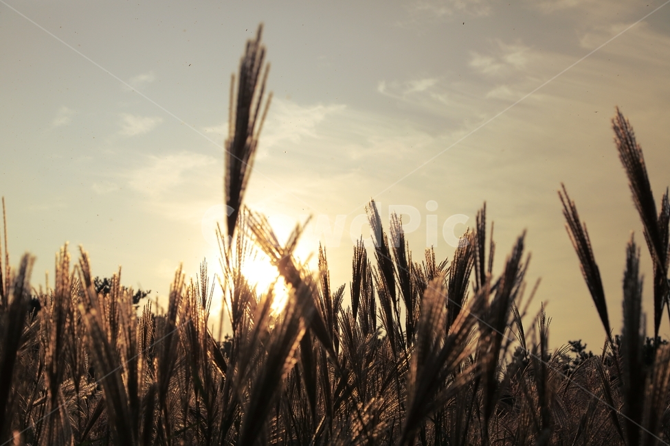 석양,갈대,역광,태양,하늘,갈대밭,제주도,가을,계절,fall,autumn,season,자연,풍경,nature,landscape,grass,잔디,plant,식물,flare,플레어,light,빛