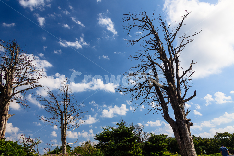 알펜시아,강원도,환경,농촌,구름,숲,공원,맑은,풍경,여름,자연,풍경,nature,landscape,tree,나무,plant,식물,outdoors,옥외
