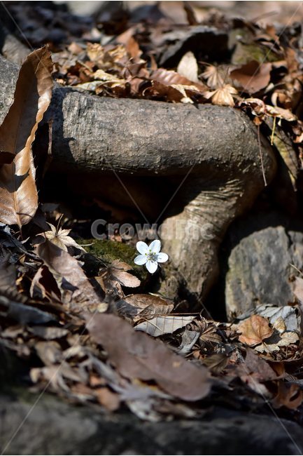 ecological photo,March,spring flower,spring,healing,ecology,native place,plants,grass,beoleum,season,byeonsan,flowers,seasons,Flower,original,nature,Ranunculaceae,tree,woody,flower,Byeonsan Wind Flower,herbaceous,2018,wildflowers,mountain flowers,backgrou