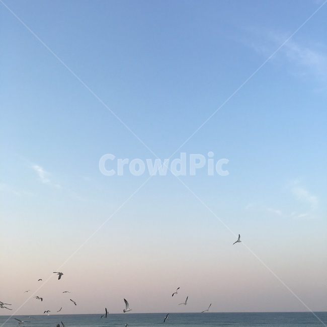바다,겨울바다,노을,하늘,해지는바다,노을지는바다,평화로움,고요함,배경화면,배경사진,sea,winter,sunset,peaceful,cozy,comfortable,sky,자연,풍경,nature,landscape,동물,animal,조류,새,birds