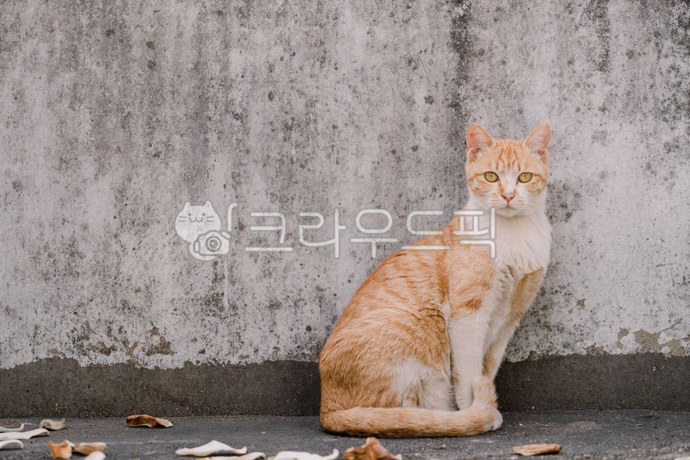 Pets,stray cat,Meow,background,cat,animal,mammalia