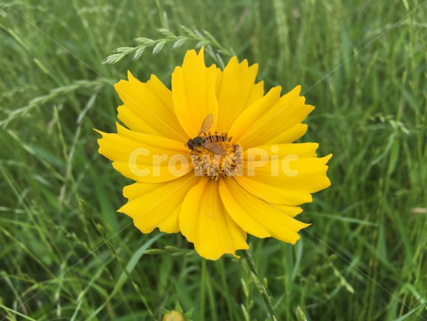꽃,들꽃,벌,산책,하천,봄,여름,가을,계절,감성,꽃,flower,곤충,벌레,insect,bug