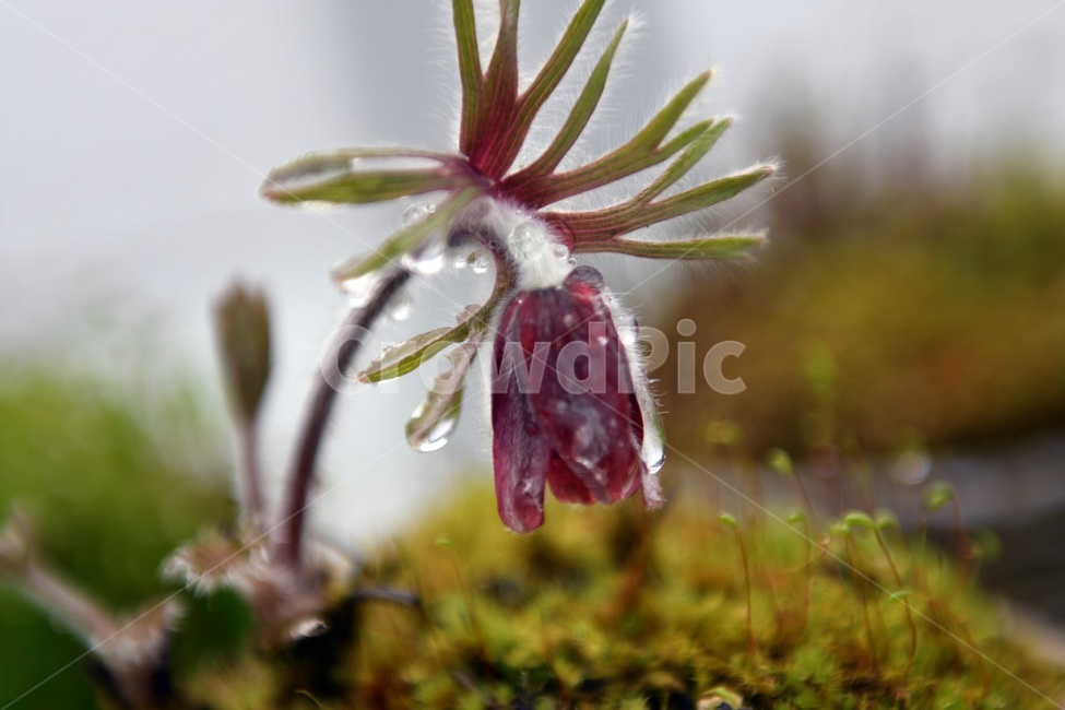 식물,꽃,감성사진,자연,flower,꽃사진,봄,봄꽃,계절,빗방울,비,감성,4월,spring,힐링,자연풍경,풍경,봄,계절,spring,season,식물,자연,plants,nature,꽃,flower,plant