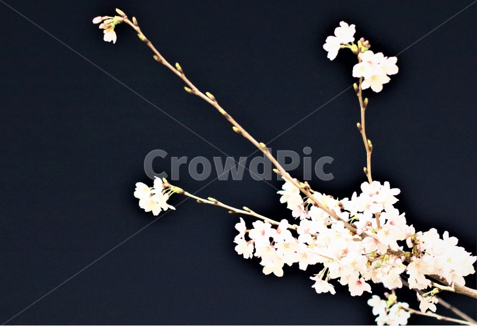 봄,밤,꽃,벚꽃,밤벚꽃,식물,나무,자연,봄,계절,spring,season,야경,밤,풍경,nightscape,night,landscape,식물,자연,plants,nature,꽃,flower
