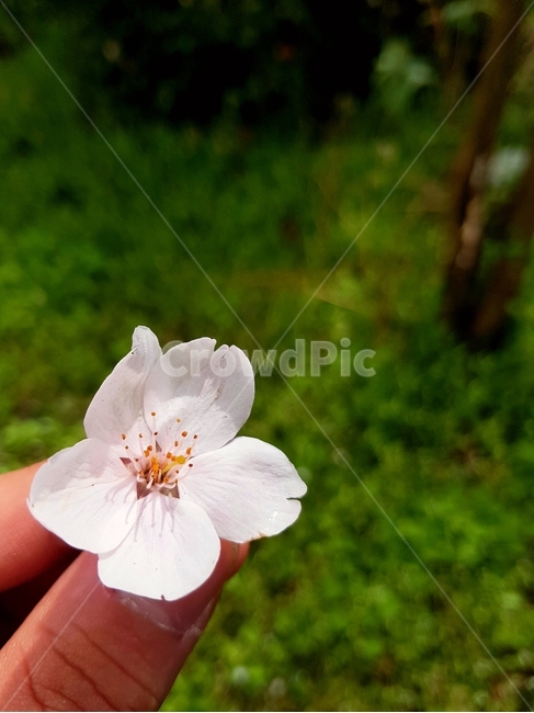 벚꽃,봄,손가락,한송이,순결,중간고사,꽃,제주왕벚꽃,왕벚꽃,제주,제주도,사진,벚꽃축제,자연,식물,분홍색,분홍,봄,계절,spring,season,식물,자연,plants,nature,꽃,flower,plant,geranium,제라늄,blossom