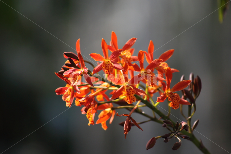 꽃,식물,난초,plant,flower,식물,자연,plants,nature,꽃,flower