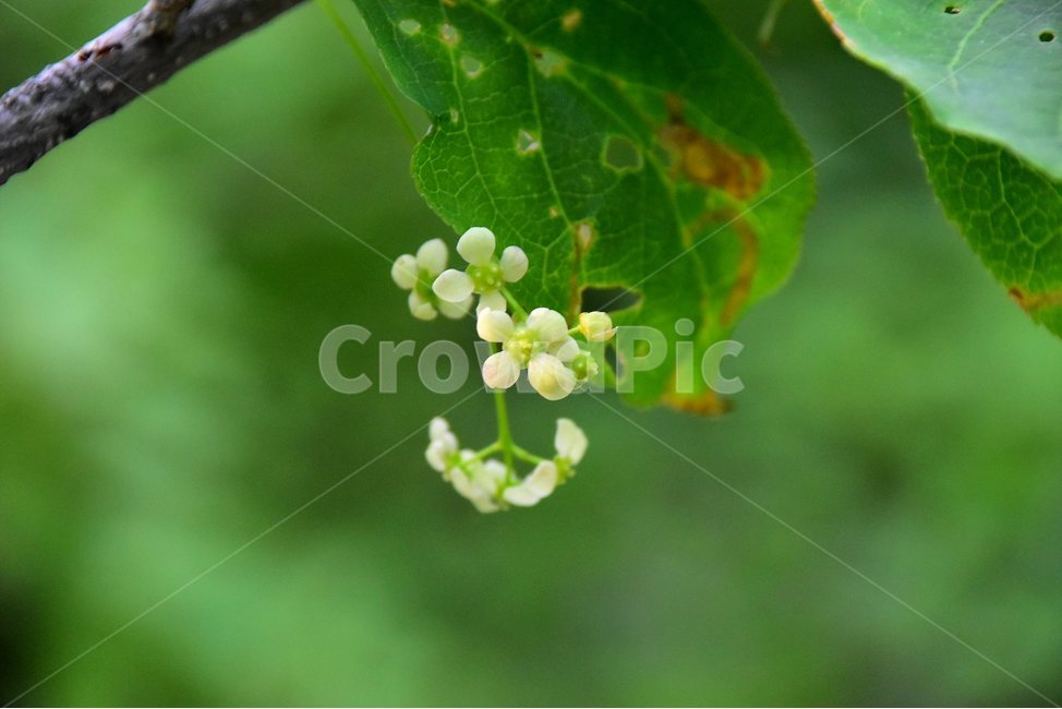 참회나무,야생화,꽃,식물,자연,생태,플라워,flower,plants,nature,식물,자연,plants,nature,꽃,flower