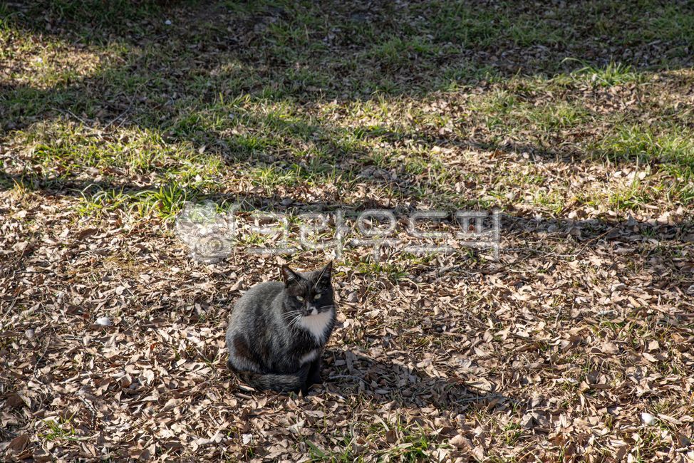 dirtroad,Meow,surface,cute,Pebble,gravel,stray cat,road,cat,road name,animal,ground,dirt road