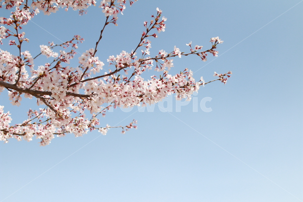 벚꽃,벚나무,봄,봄꽃,spring,season,계절,꽃,식물,배경,flower,plants,봄이미지,봄느낌,cherryblossoms,벚꽃놀이,봄날