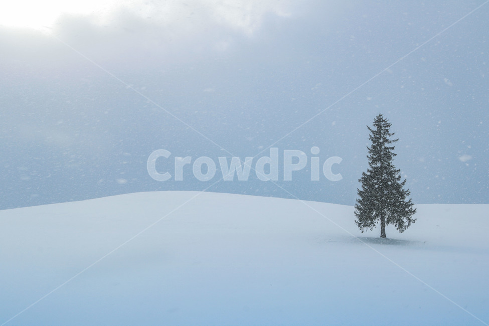 first snow,biei,japan,nature,blizzard,heavy snow,christmas tree,tree,winter,scenery,sapporo,hokkaido,emotion,snow,season