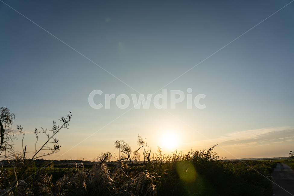 하늘,빛,석양,일몰,sunset,자연,풍경,nature,landscape,식물,plants,light,flare,플레어,sunlight,햇빛