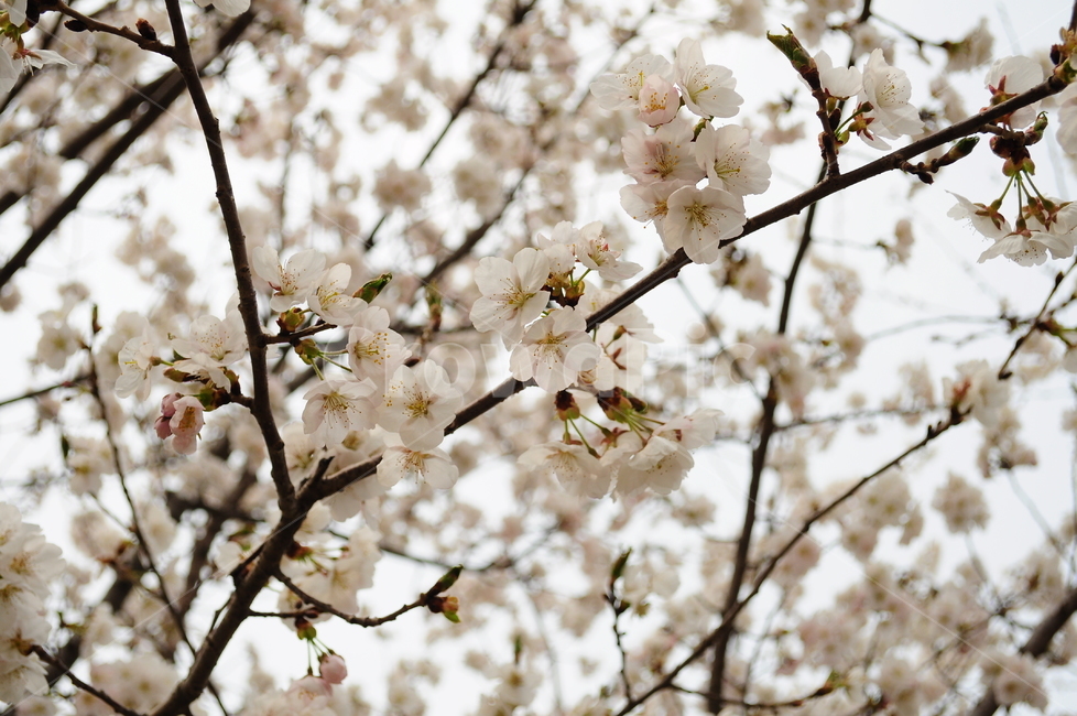 벚꽃,봄,벚꽃나무,나무,꽃잎,하늘,햇살,햇빛,가지,봄,계절,spring,season,식물,자연,plants,nature,꽃,flower,plant,blossom