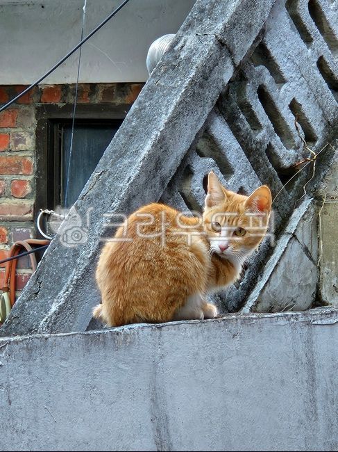 야옹,길고양이,냥줍,치즈고양이,animal,동물,cat,고양이,mammal,포유류,pet,애완동물