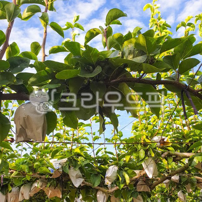 배,배나무,pear,peartree,식물,plant,나무,과일,과일나무