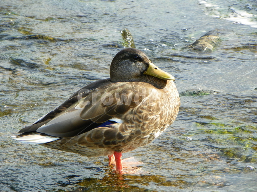 오리,조류,동물,부리,날개,깃털,duck,청둥오리